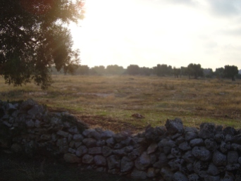 we are surrounded by olive groves